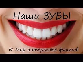 Интересные факты о зубах